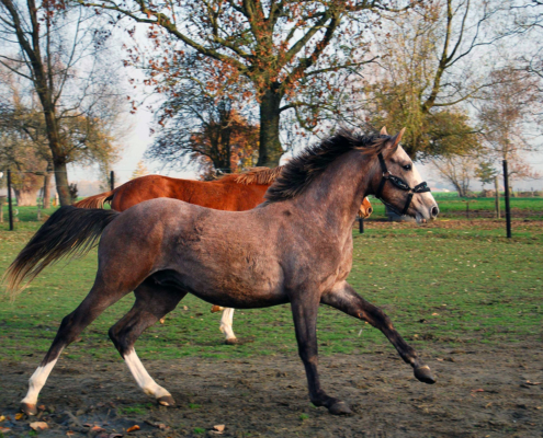 Horse Pilot Tourelles